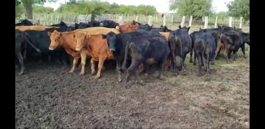 Lote 27 Vacas de invernar en Villaguay, Entre Ríos