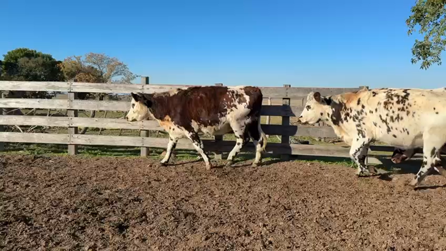 Lote VAQUILLONA PREÑADAS