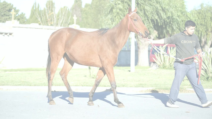 Lote DIEGO TALENTOSO (EQUAL TALENT - MAKARONA) DOMADO