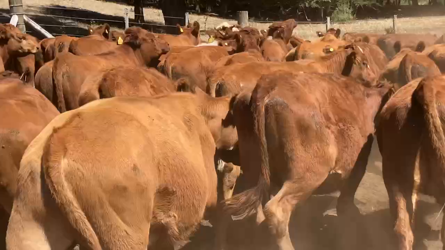 Lote 50 Novillo Engorda en Los Lagos, XIV Región Los Ríos