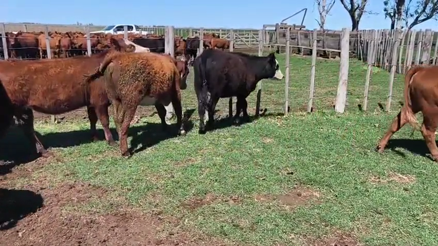 Lote 29 Terneras