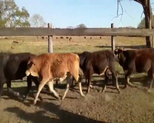 Lote 83 Terneros en La Leonesa, Chaco