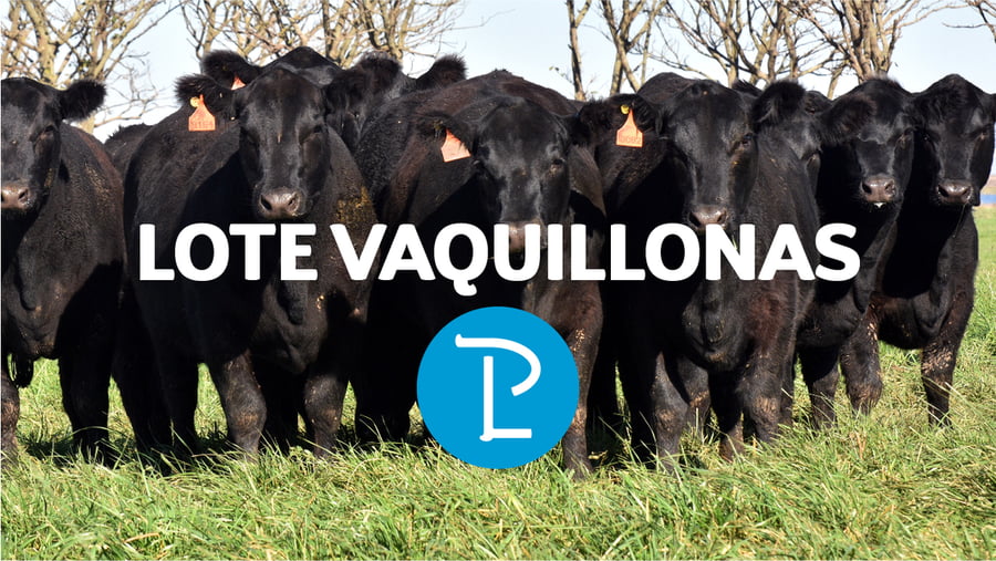 Lote 10 Vaquillonas Negras