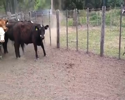 Lote 53 Novillitos en Chascomús, Buenos Aires