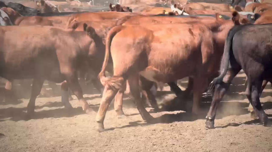 Lote 129 Novillitos en Gualeguay, Entre Ríos