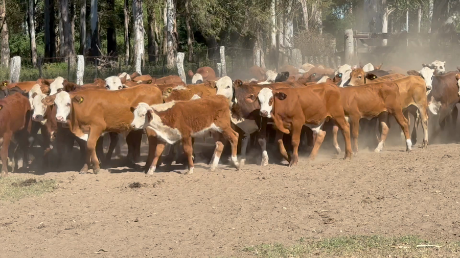 Lote 80 Terneros/as en Corrientes, Mercedes