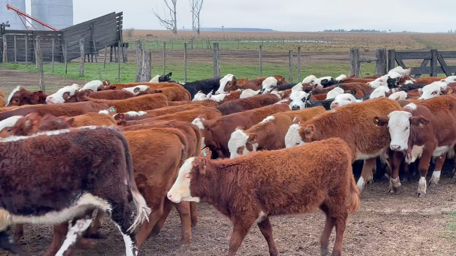 Lote 100 Terneras en Corrientes, Goya
