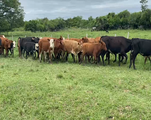 Lote 65 Terneros/as en Esquina, Corrientes