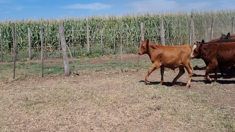 Lote 79 Terneros/as en Los Toldos, Buenos Aires