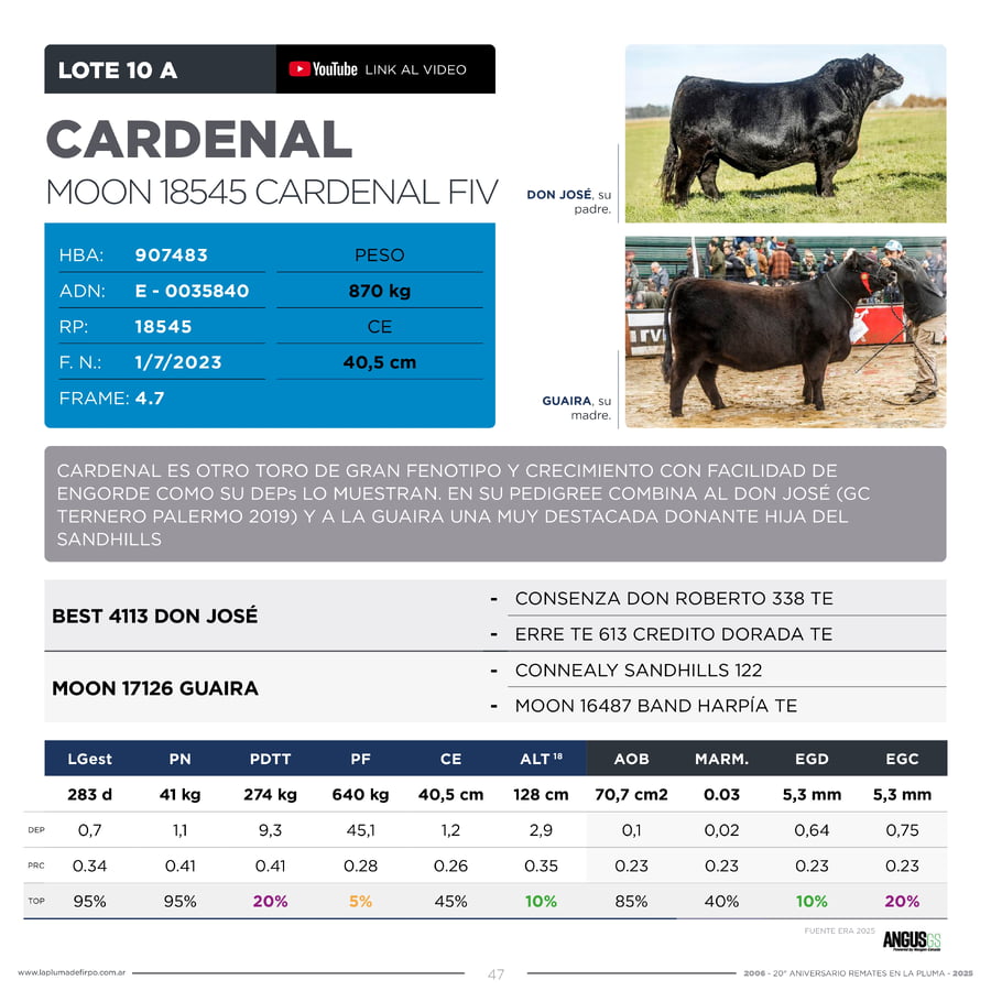 Lote RP 18545 - TOROS PP ELITE