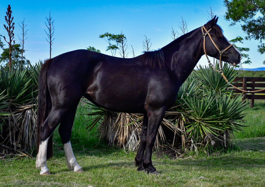 Lote Caracola La Orien