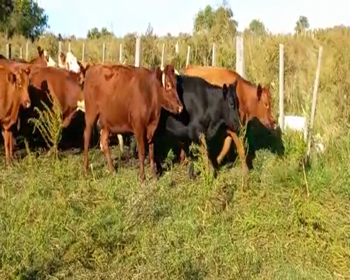 Lote 45 Vacas
