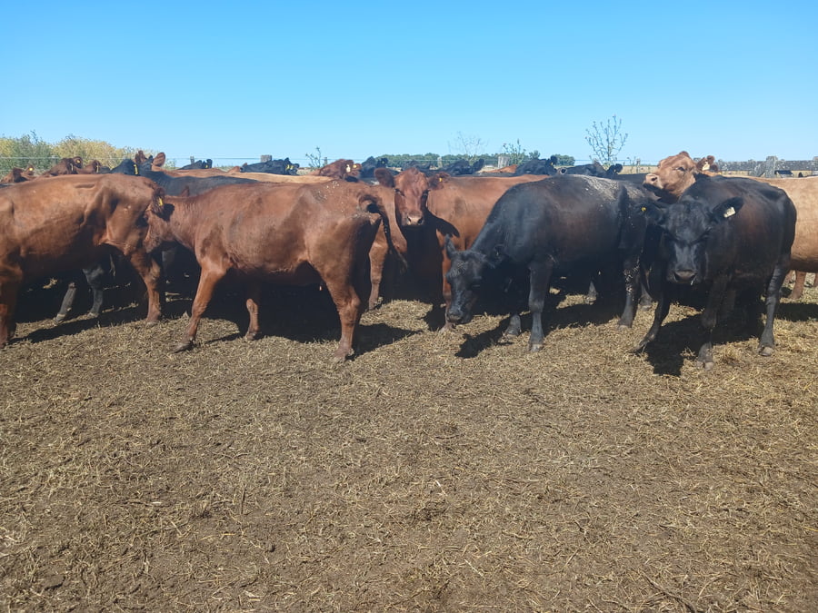 Lote 30 Vacas CUT preñadas RAUCH