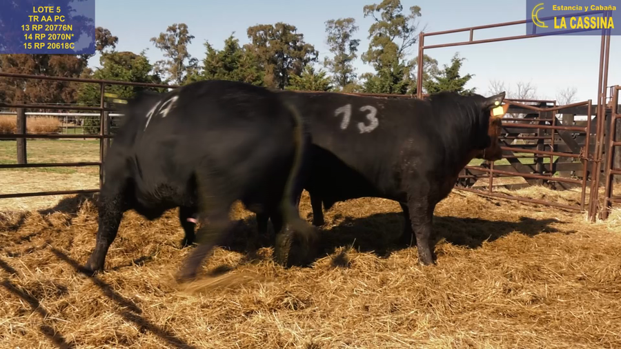 Lote TOROS ANGUS PURO CONTROLADO