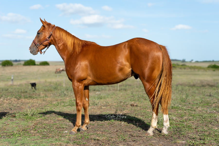 Lote LR ARANBU SPARK