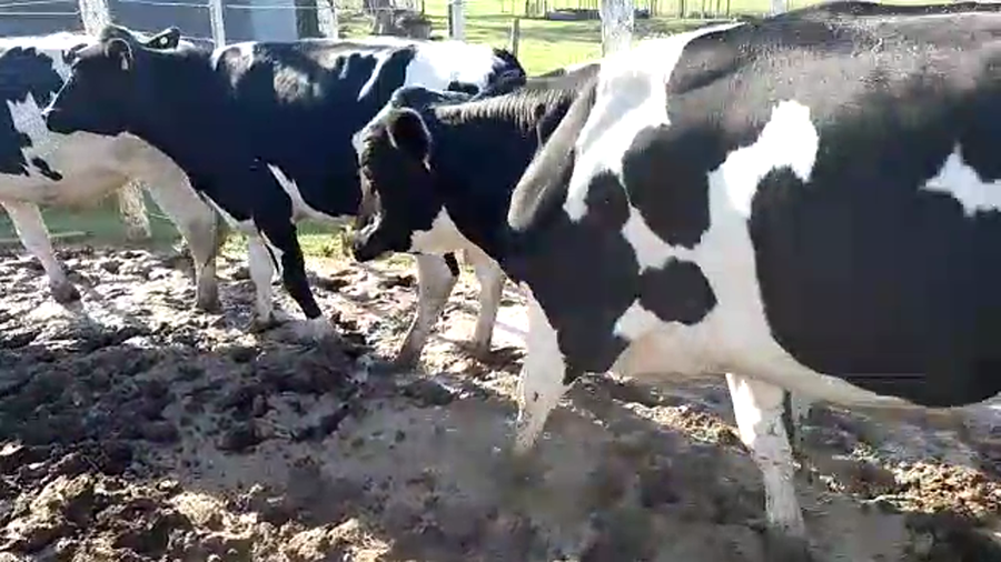 Lote 8 Novillo Holando en Santa Fe, Sunchales