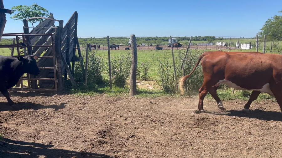 Lote 30 Vacas C/ gtia de preñez