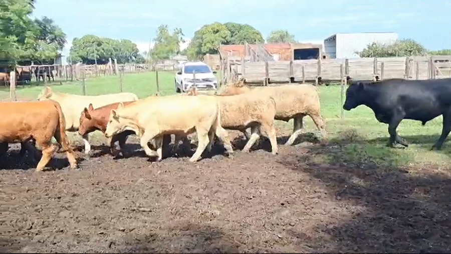 Lote NOVILLOS 1 A 2 AÑOS