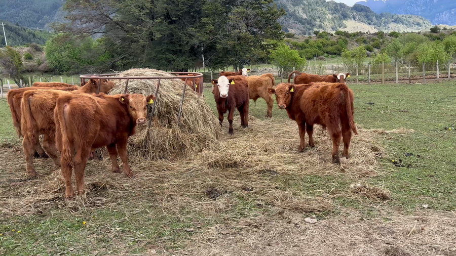 Lote 18 Ternero en Coyhaique, XI Región Aysén