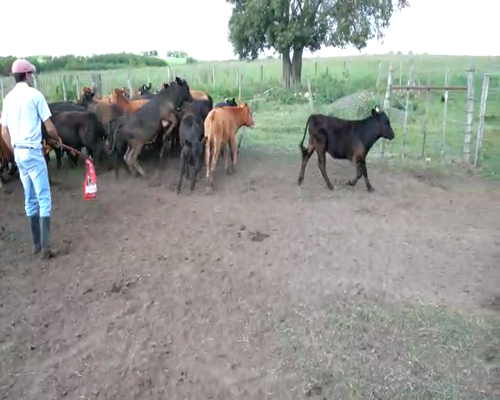 Lote Terneros