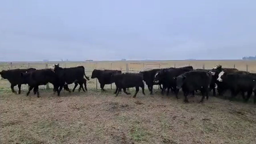 Lote 62 Terneros en Azul, Buenos Aires