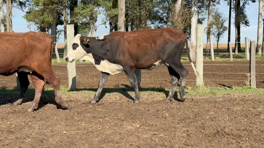 Lote 48 Vacas de invernar en Corrientes, Paso de Los Libres
