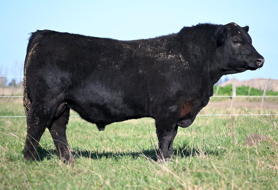 Lote TOROS PUROS DE PEDIGREE