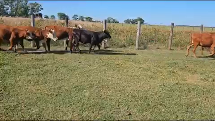 Lote 105 Terneros/as en Mariano I. Loza, Corrientes