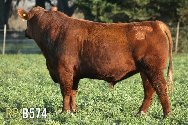 Lote 3 TOROS PUROS DE PEDIGREE