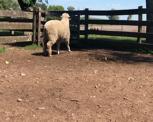 Lote 1 Borregos en Cerro Largo, Cerro Largo