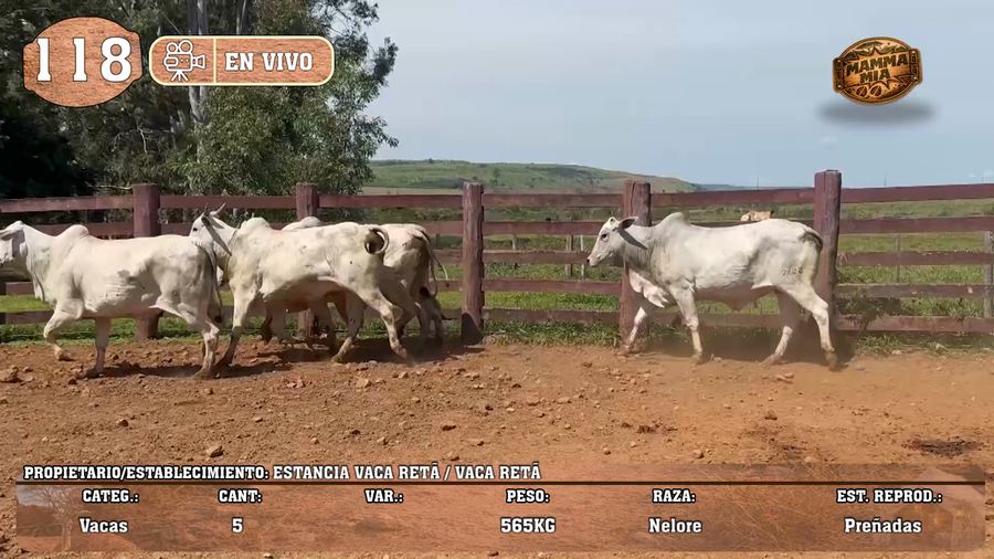 Lote LOTE 118 - EN VIVO