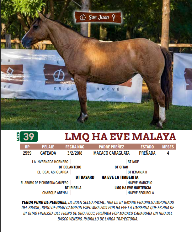 Lote LOTE 39