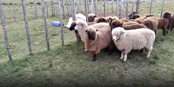 Lote 14 Borregos en Colonia