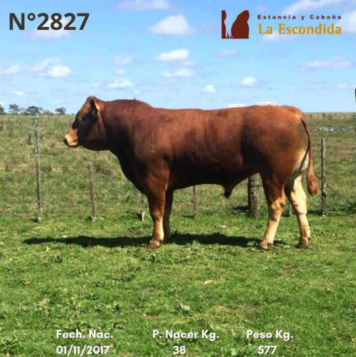 Lote Venta particular de Toros Limousin