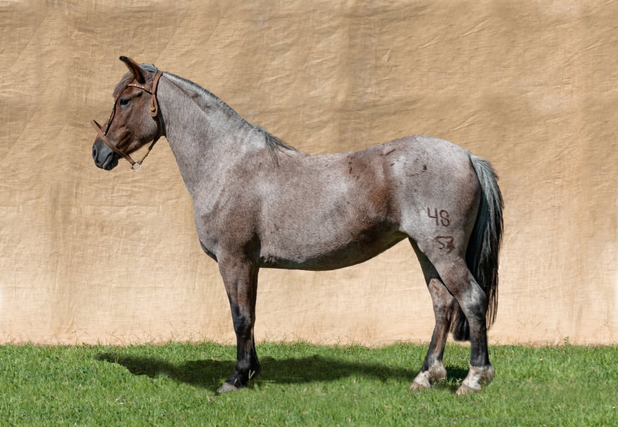 Lote YBATE DICTADORA RP 48