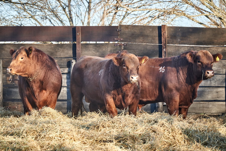 Lote Toros PC Cabaña ME Ken