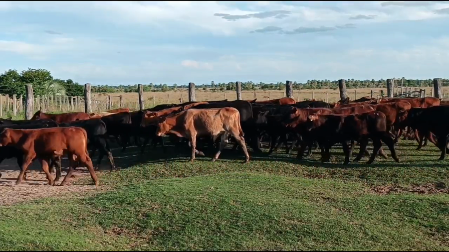 Lote 130 Terneros en Corrientes, San Luis del Palmar