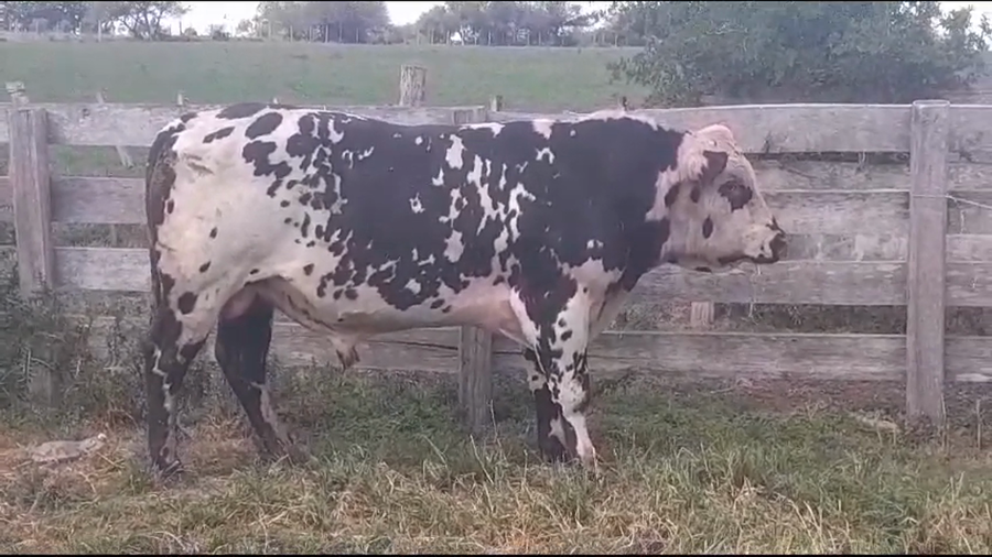 Lote TORO PI - RP 913