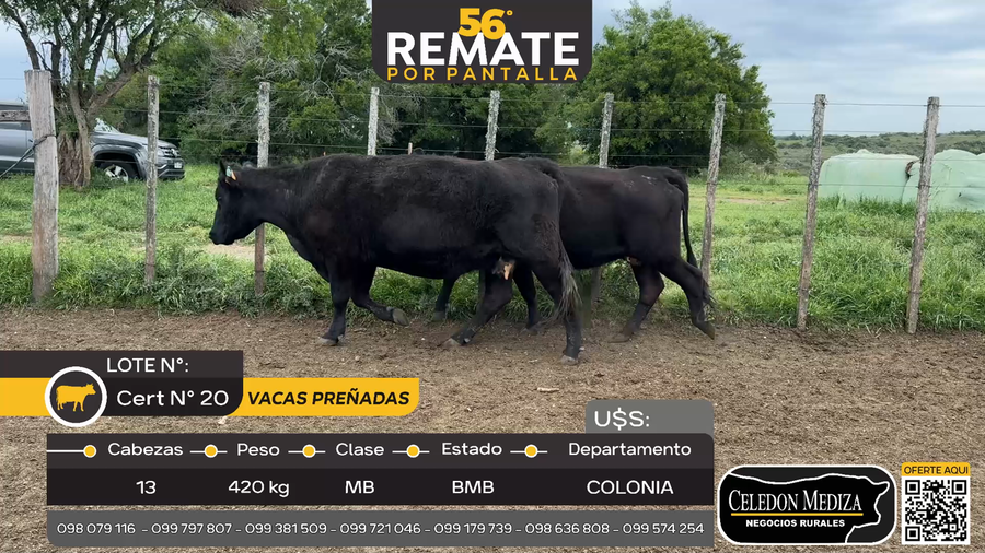 Lote 13 Vacas preñadas en Cufré, Colonia