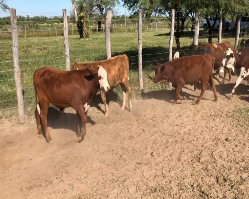 Lote 110 Terneros/as en Estanislao Del Campo, Formosa