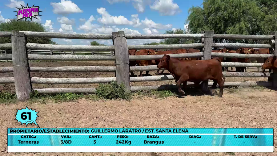 Lote LOTE 61- EN VIVO
