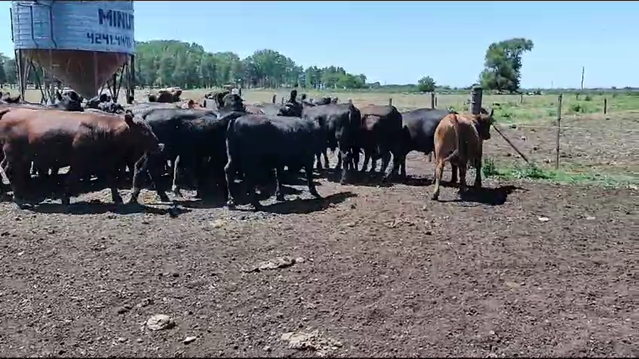 Lote 31 Novillitos en Brandsen, Buenos Aires