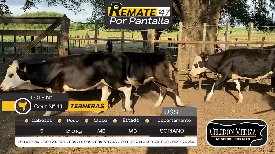 Lote 5 Terneras en Otra Localidad, Soriano