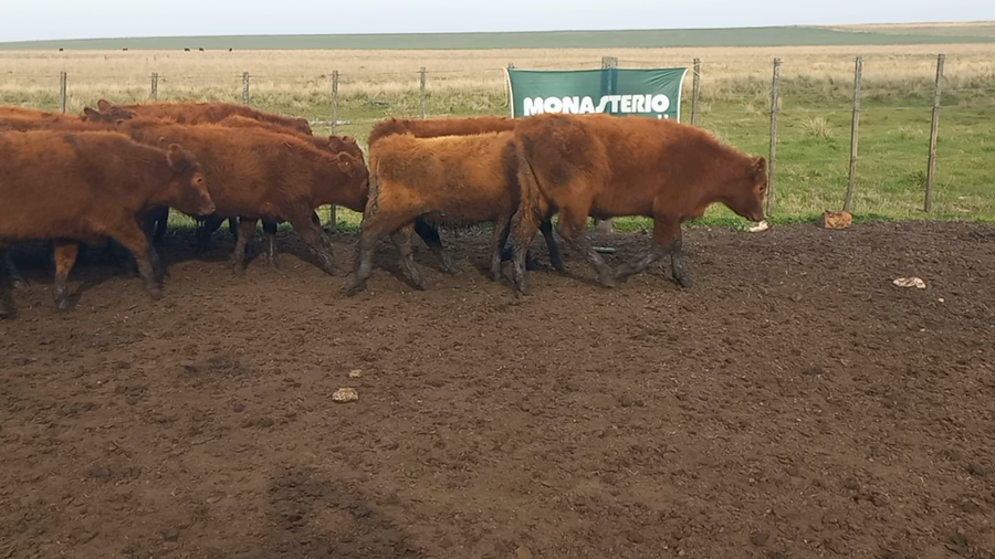 Lote 70 Terneros en Buenos Aires, Olavarría