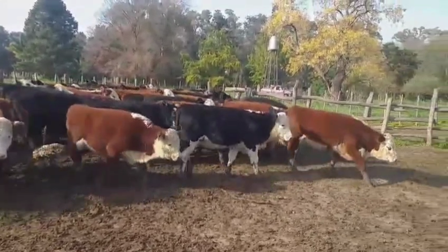 Lote 35 Terneros