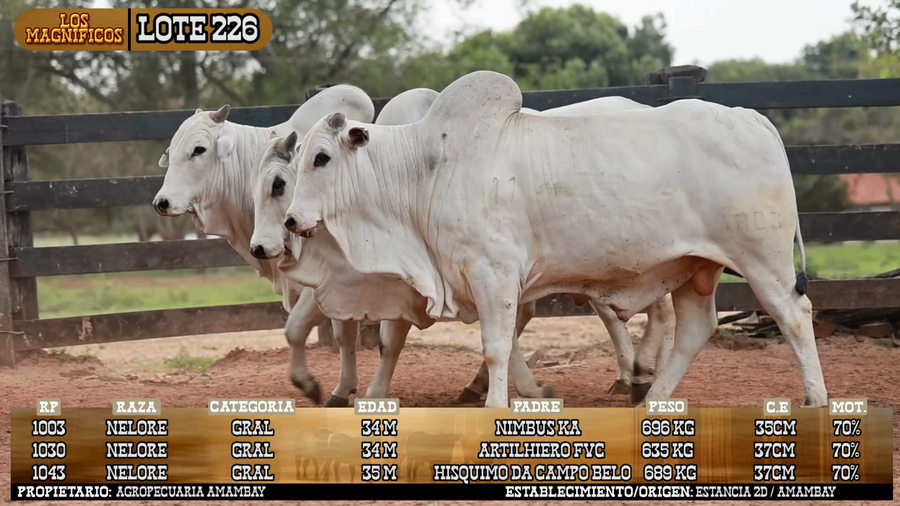 Lote LOTE 226 - VIVO