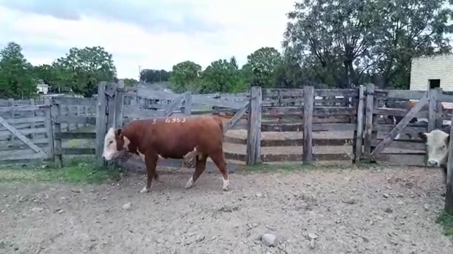 Lote La Colorada de Morixe