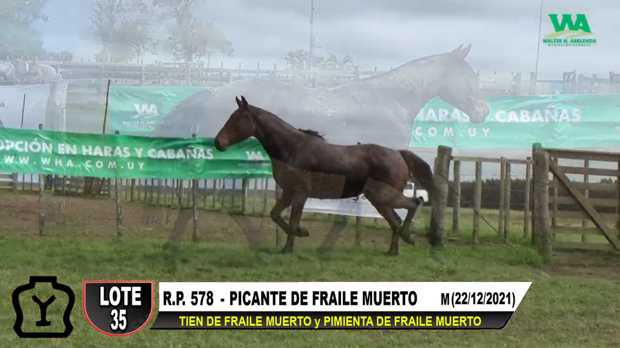 Lote PICANTE DE FRAILE MUERTO