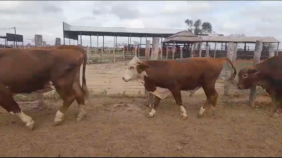 Lote 50 Vaquillonas en Tintina, Santiago del Estero