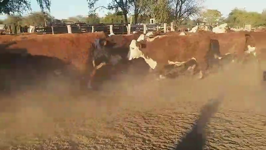 Lote 52 Vaquillonas en Villaguay, Entre Ríos